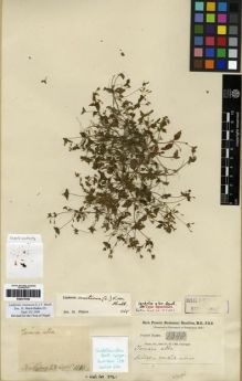 Type specimen at Edinburgh (E). Buchanan-Hamilton, Francis: 1390. Barcode: E00273709.