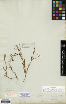 Type specimen at Edinburgh (E). Wallich, Nathaniel: 3951B. Barcode: E00273712.