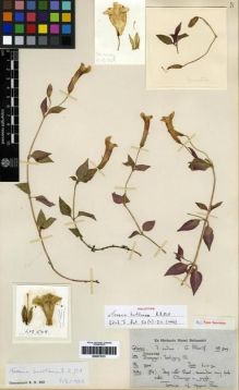 Type specimen at Edinburgh (E). Ludlow, Frank; Sherriff, George: 549. Barcode: E00273721.