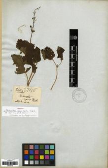 Type specimen at Edinburgh (E). Wallich, Nathaniel: 2746. Barcode: E00273725.