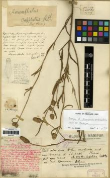 Type specimen at Edinburgh (E). Watt, George: 6632. Barcode: E00273727.