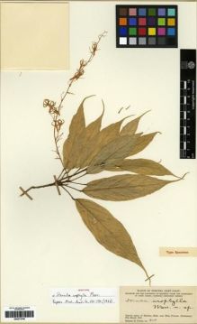 Type specimen at Edinburgh (E). Si Boeea, Rahmat : 308. Barcode: E00273746.