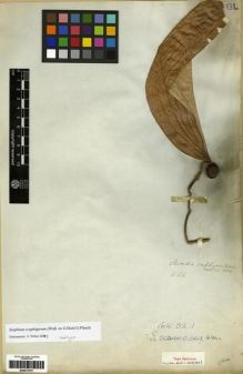 Type specimen at Edinburgh (E). Wallich, Nathaniel: 1130. Barcode: E00273751.