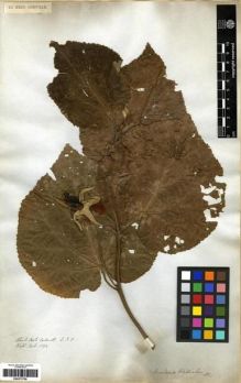Type specimen at Edinburgh (E). Wallich, Nathaniel: 1174. Barcode: E00273759.