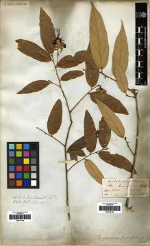 Type specimen at Edinburgh (E). Hooker, Joseph; Thomson, Thomas: . Barcode: E00273769.