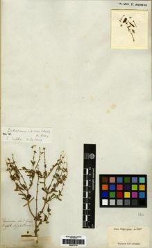 Type specimen at Edinburgh (E). Wight, Robert: 2100. Barcode: E00273776.