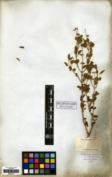 Type specimen at Edinburgh (E). Wight, Robert: 2100. Barcode: E00273779.