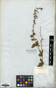 Type specimen at Edinburgh (E). Wight, Robert: 2106. Barcode: E00273785.