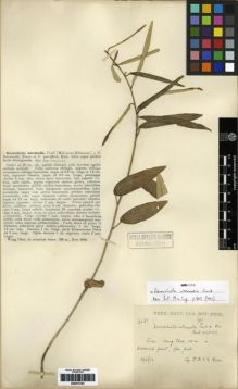 Type specimen at Edinburgh (E). Kerr, Arthur: 3030. Barcode: E00273793.