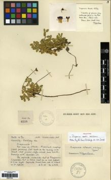 Type specimen at Edinburgh (E). Kingdon-Ward, Francis: 6226. Barcode: E00273794.