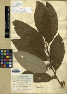 Type specimen at Edinburgh (E). Lace, John: 5107. Barcode: E00273796.