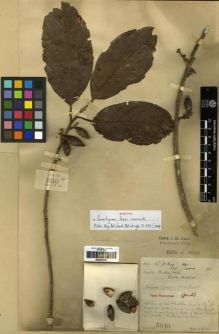 Type specimen at Edinburgh (E). Lace, John: 5340. Barcode: E00273797.