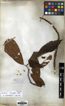 Type specimen at Edinburgh (E). Wallich, Nathaniel: 1467. Barcode: E00273801.