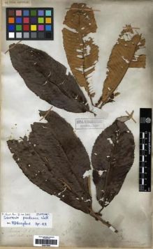 Type specimen at Edinburgh (E). Wallich, Nathaniel: 1470. Barcode: E00273802.