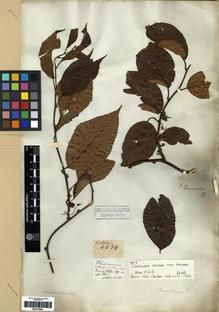 Type specimen at Edinburgh (E). Wallich, Nathaniel: 6634. Barcode: E00273803.