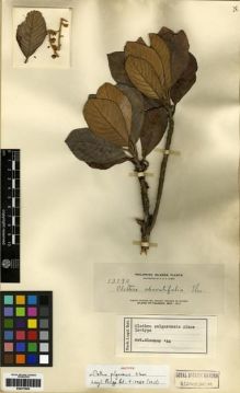 Type specimen at Edinburgh (E). Elmer, Adolph: 13190. Barcode: E00273804.