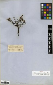 Type specimen at Edinburgh (E). Hooker, Joseph; Thomson, Thomas: . Barcode: E00273805.