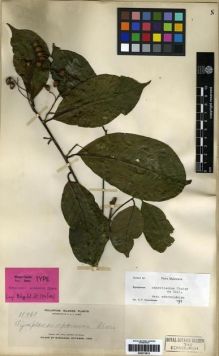 Type specimen at Edinburgh (E). Elmer, Adolph: 11961. Barcode: E00273815.