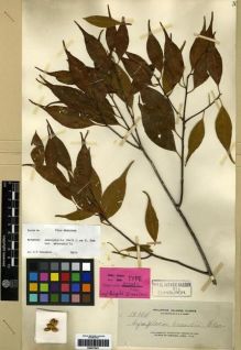 Type specimen at Edinburgh (E). Elmer, Adolph: 12304. Barcode: E00273817.