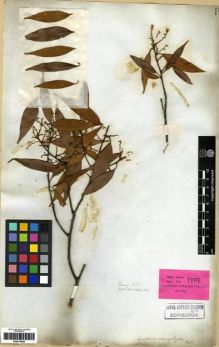 Type specimen at Edinburgh (E). Wallich, Nathaniel: 4427(A). Barcode: E00273825.