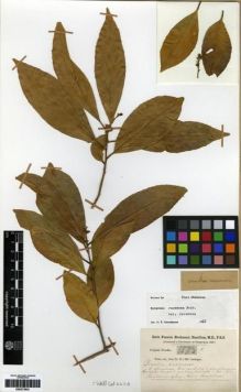 Type specimen at Edinburgh (E). Buchanan-Hamilton, Francis: 1173. Barcode: E00273832.