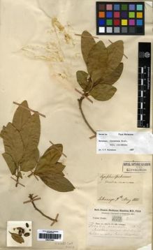 Type specimen at Edinburgh (E). Buchanan-Hamilton, Francis: 1173. Barcode: E00273833.