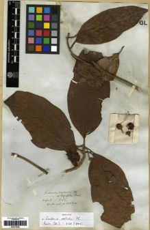 Type specimen at Edinburgh (E). Wallich, Nathaniel: 1455A. Barcode: E00273839.