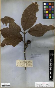 Type specimen at Edinburgh (E). Hooker, Joseph; Thomson, Thomas: . Barcode: E00273840.