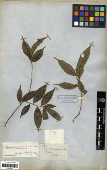 Type specimen at Edinburgh (E). De Silva, Francis: 978. Barcode: E00273841.