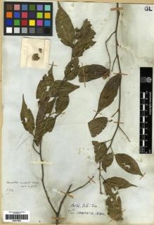 Type specimen at Edinburgh (E). Wallich, Nathaniel: 978. Barcode: E00273842.