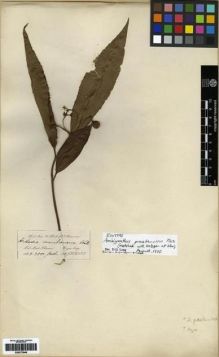 Type specimen at Edinburgh (E). Hooker, Joseph; Thomson, Thomas: . Barcode: E00273846.
