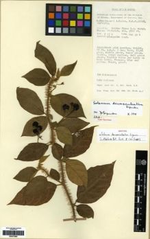 Type specimen at Edinburgh (E). Streimann, H. & Kairo, A.: NGF 21198. Barcode: E00273860.