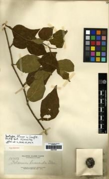 Type specimen at Edinburgh (E). Elmer, Adolph: 10752. Barcode: E00273864.