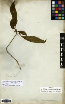 Type specimen at Edinburgh (E). Wallich, Nathaniel: 2621. Barcode: E00273887.