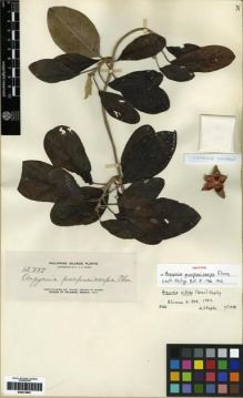 Type specimen at Edinburgh (E). Elmer, Adolph: 12777. Barcode: E00273897.
