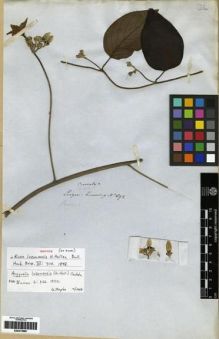 Type specimen at Edinburgh (E). Cuming, Hugh: 692. Barcode: E00273899.