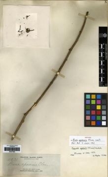 Type specimen at Edinburgh (E). Elmer, Adolph: 11231. Barcode: E00273902.