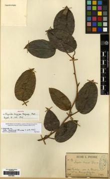 Type specimen at Edinburgh (E). Pierre, Jean: 857. Barcode: E00273903.