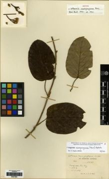 Type specimen at Edinburgh (E). Kerr, Arthur: 11531. Barcode: E00273905.