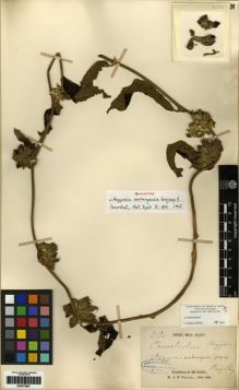 Type specimen at Edinburgh (E). Thorel, Clovis: 2150. Barcode: E00273907.