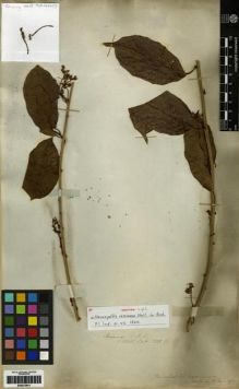 Type specimen at Edinburgh (E). Jack, William: 1322(1). Barcode: E00273911.