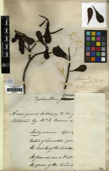 Type specimen at Edinburgh (E). Jack, William: . Barcode: E00273921.