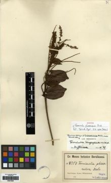 Type specimen at Edinburgh (E). Ledermann, S.: 7207. Barcode: E00273926.