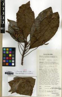 Type specimen at Edinburgh (E). Eddowes, P.J.; Kumul, M: NGF.36064. Barcode: E00273930.