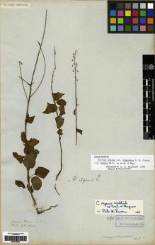 Type specimen at Edinburgh (E). Wallich, Nathaniel: 6342. Barcode: E00273942.