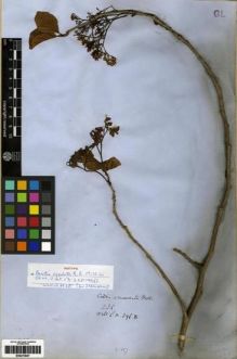 Type specimen at Edinburgh (E). Wallich, Nathaniel: 896B. Barcode: E00273947.