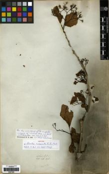 Type specimen at Edinburgh (E). Wallich, Nathaniel: 896. Barcode: E00273948.