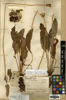 Type specimen at Edinburgh (E). Forrest, George: 22812. Barcode: E00273951.