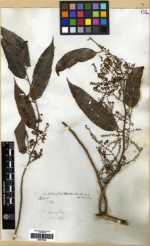 Type specimen at Edinburgh (E). Wallich, Nathaniel: 2305(A). Barcode: E00273956.