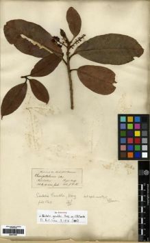 Type specimen at Edinburgh (E). Hooker, Joseph: . Barcode: E00273957.
